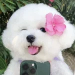 70 Ảnh Avatar Cún Con Cute nhìn là muốn lưu về làm ảnh đại diện liền tay