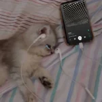 70 Ảnh Avatar Mèo Buồn phù hợp những ngày tâm trạng cô đơn trầm lắng