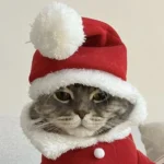 45 Ảnh Avatar Mèo Giáng Sinh cute phong cách nhẹ nhàng nhìn là thấy không khí Noel
