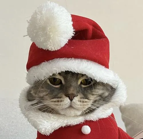 45 Ảnh Avatar Mèo Giáng Sinh cute phong cách nhẹ nhàng nhìn là thấy không khí Noel