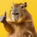 65 Ảnh Avatar Capybara Vô Tri hài hước lựa chọn hoàn hảo cho những tâm hồn lạc trôi