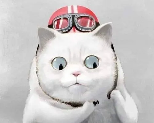 100+ Ảnh Avatar Mèo Vô Tri Meme hài hước vui nhộn thích hợp khoảnh khắc gây cười